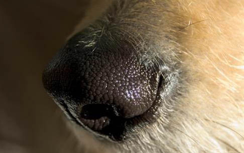 狗狗得了犬瘟反復(fù)發(fā)燒會(huì)持續(xù)多久