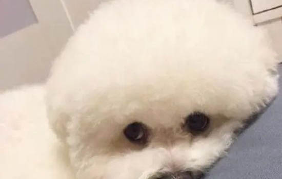怎么判斷狗狗有沒有子宮蓄膿
