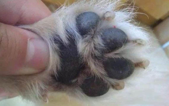 狗狗感冒了可以吃感冒藥嗎