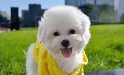 幼犬多久體內驅蟲一次
