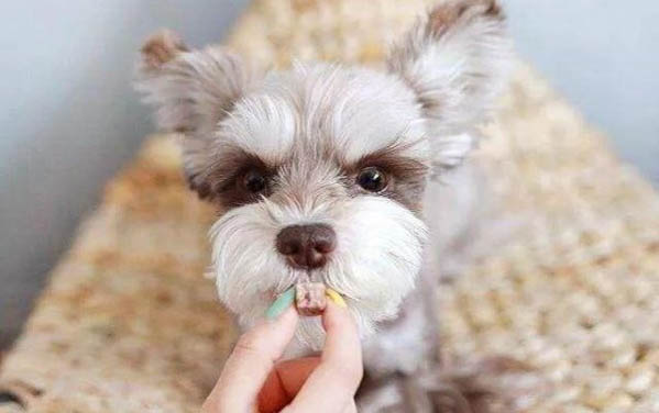 小狗多久能有聽力？