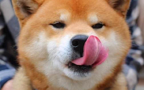狗狗趾間炎會自愈嗎