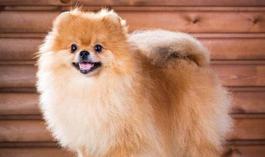 博美犬和泰迪哪個好