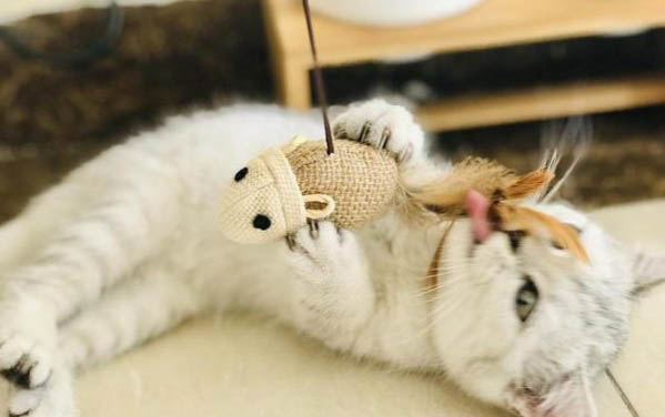 貓咪奶癬怎么消除