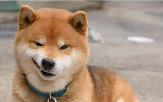 三個(gè)月的狗狗一天吃幾頓