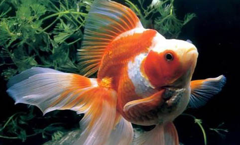 1米2魚缸要多久換一次水