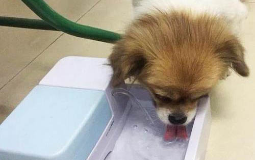 狗狗身上蜱蟲哪里來的