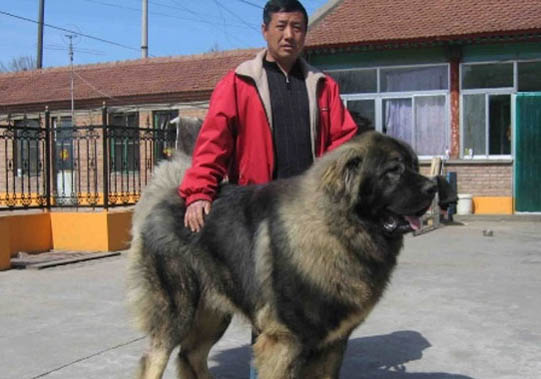 狗狗抑郁癥前兆有哪些表現(xiàn)