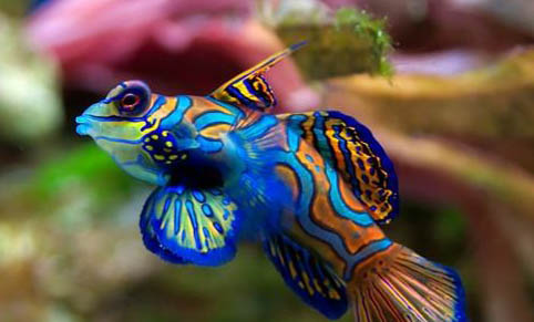 魚缸養(yǎng)魚的方法和技巧