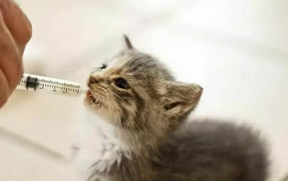 小貓打疫苗前是不是需要注射驅(qū)蟲