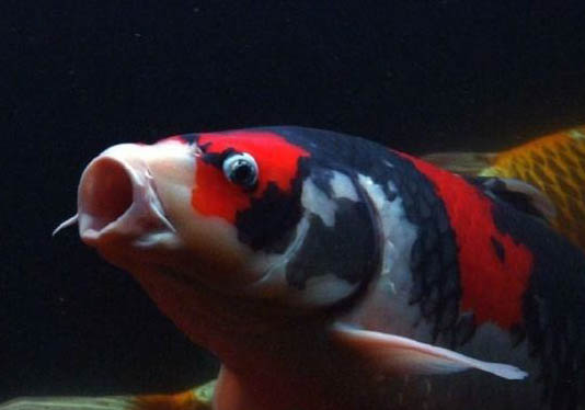 三色瑪麗魚好養嗎