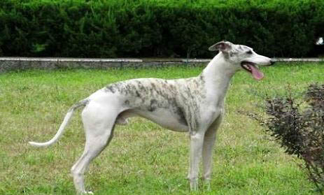 惠比特犬適合家養嗎