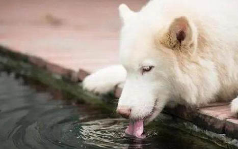 狗狗吃豬肝中毒表現