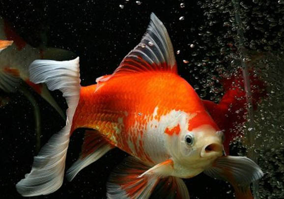 金魚都有什么顏色的啊