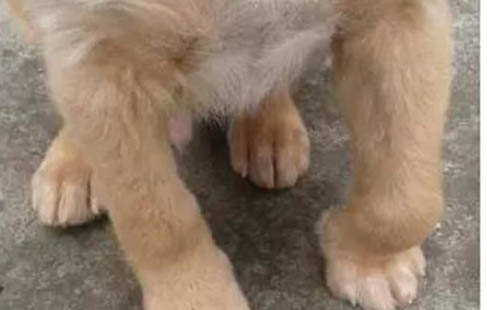 狗狗處方狗糧要吃多久？