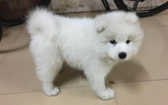 幼犬的鼻子干怎么回事