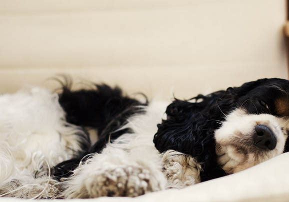 美國(guó)可卡犬的外貌特征性格