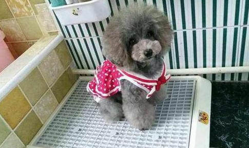 狗狗剃毛后總是撓自己怎么辦