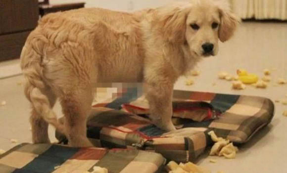 狗狗狂犬病潛伏期是多久