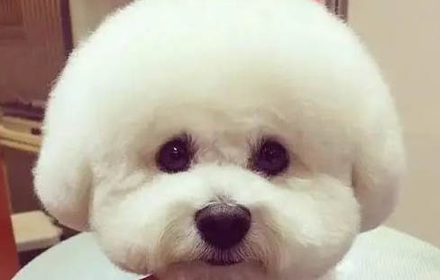 狗狗叫什么名字好聽