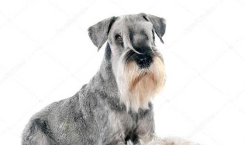 犬瘟一般情況下多久會病發
