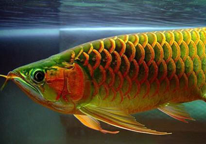 龍魚鱗片掉了怎么治理