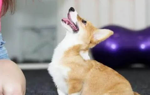 狗狗肚臍眼鼓包咋辦