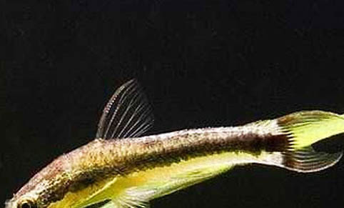 幾月份釣鯰魚最好釣