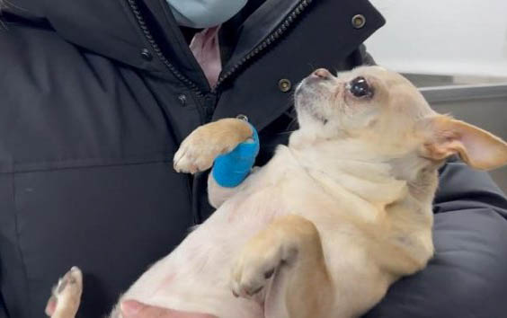 吉娃娃犬抽搐的原因