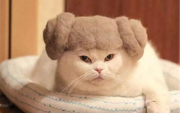 貓咪的眼睛睜不開了是什么原因