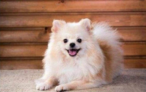 懷孕狗一定要驅蟲嗎