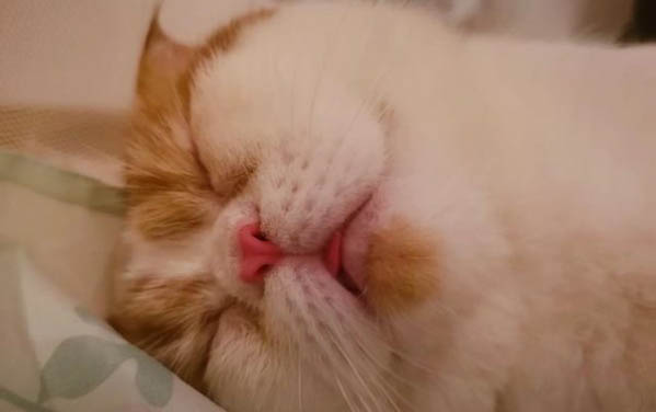 貓咪狂叫是什么原因