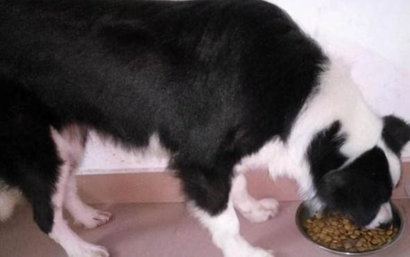 中亞牧羊犬適合家養嗎