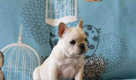 如何照顧生病的幼犬?