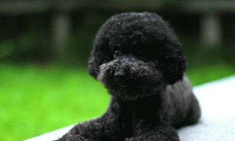 泰迪犬不吃東西是什么原因