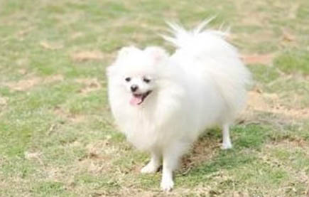 博美犬一般都多少錢一只
