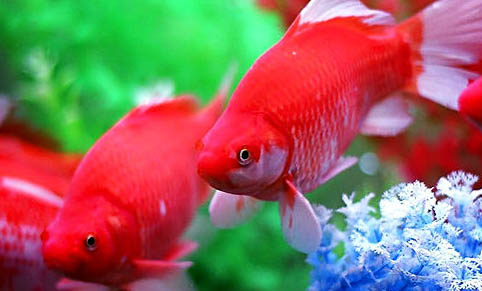 金魚(yú)特征