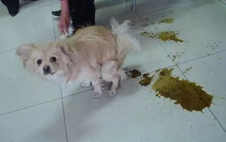 狗狗三天沒吃東西還嘔吐怎么辦