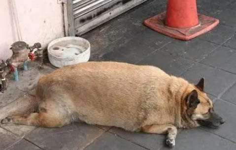 怎么訓(xùn)練狗狗不吃屎
