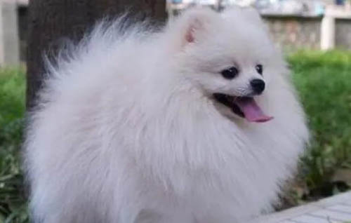 博美犬和泰迪哪個好