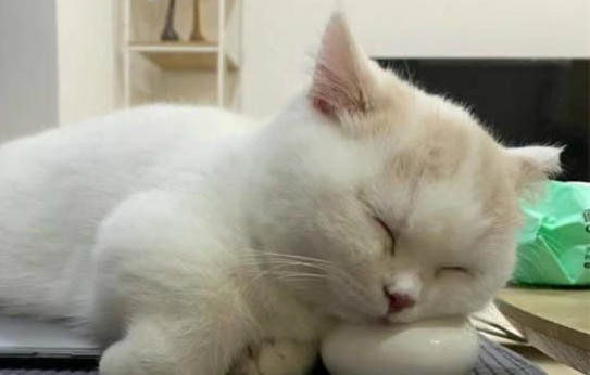 貓咪三四天不拉屎正常嗎