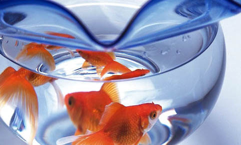 金魚掉鱗怎么辦食鹽可以治治金魚掉鱗的方法