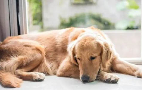中型寵物犬有哪些品種？