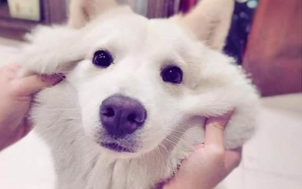 狗毛打結處理妙招