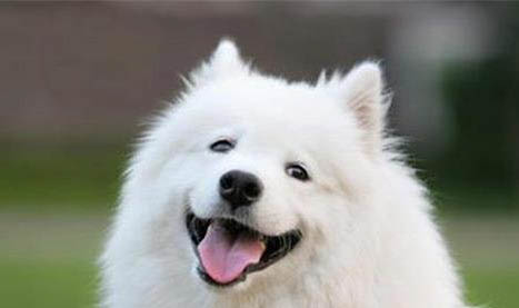 狗狗一般能活多少年