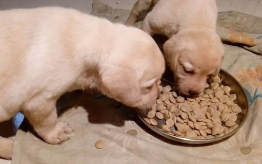 狗狗呼吸重有哪些原因