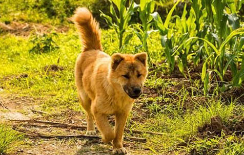 中華田園犬貧血這么辦，土狗貧血的原因及治療方法