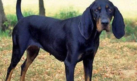 樹叢浣熊獵犬嘔吐是什么原因不吃東西