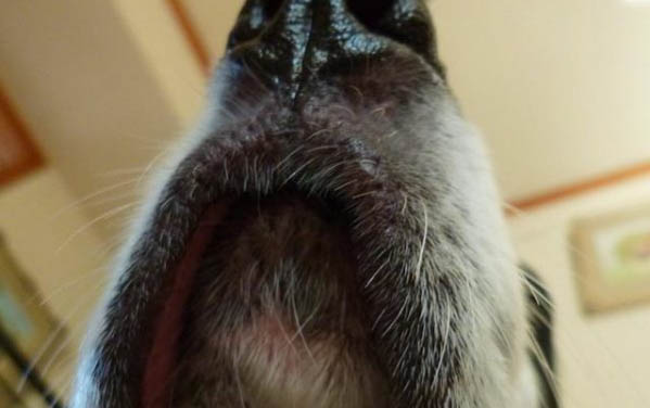 貓咪黃疸肝炎晚期癥狀站不起來了