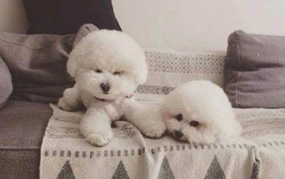 惠比特犬吃家常飯可以嗎